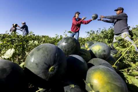 Heidi Vetere, Greg Vetere’s oldest daughter, throws a watermelon to Rogelio Herrera while they harvest watermelons from the Vetere fields in Green River on Friday, Sept. 20, 2024. Watermelons are too fragile to be harvested mechanically leading to more labor intensive methods where each melon must be tested for ripeness, cut from the vine and removed from the field. Brice Tucker, Deseret News