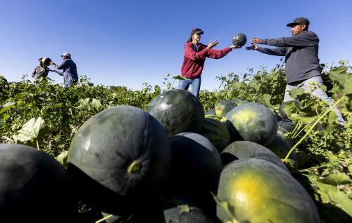 Heidi Vetere, Greg Vetere’s oldest daughter, throws a watermelon to Rogelio Herrera while they harvest watermelons from the Vetere fields in Green River on Friday, Sept. 20, 2024. Watermelons are too fragile to be harvested mechanically leading to more labor intensive methods where each melon must be tested for ripeness, cut from the vine and removed from the field. Brice Tucker, Deseret News