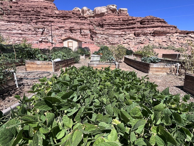 Native Americans have grown food in the desert for ages, but many tribal agricultural traditions have disappeared. Now, people in southeast Utah are working to bring Navajo traditions back, with garden beds like this one near Bluff, Sept 18, 2024. Credit: David Condos, KUER