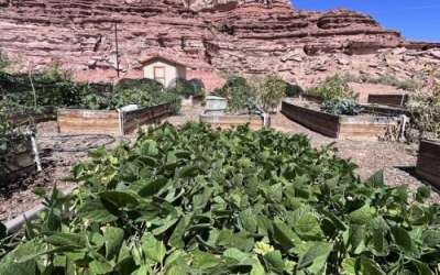 Native Americans have grown food in the desert for ages, but many tribal agricultural traditions have disappeared. Now, people in southeast Utah are working to bring Navajo traditions back, with garden beds like this one near Bluff, Sept 18, 2024. Credit: David Condos, KUER