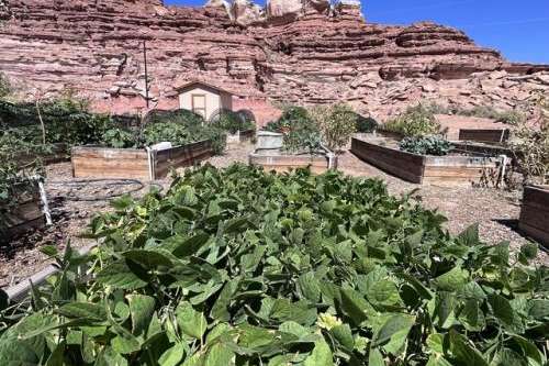 Native Americans have grown food in the desert for ages, but many tribal agricultural traditions have disappeared. Now, people in southeast Utah are working to bring Navajo traditions back, with garden beds like this one near Bluff, Sept 18, 2024. Credit: David Condos, KUER