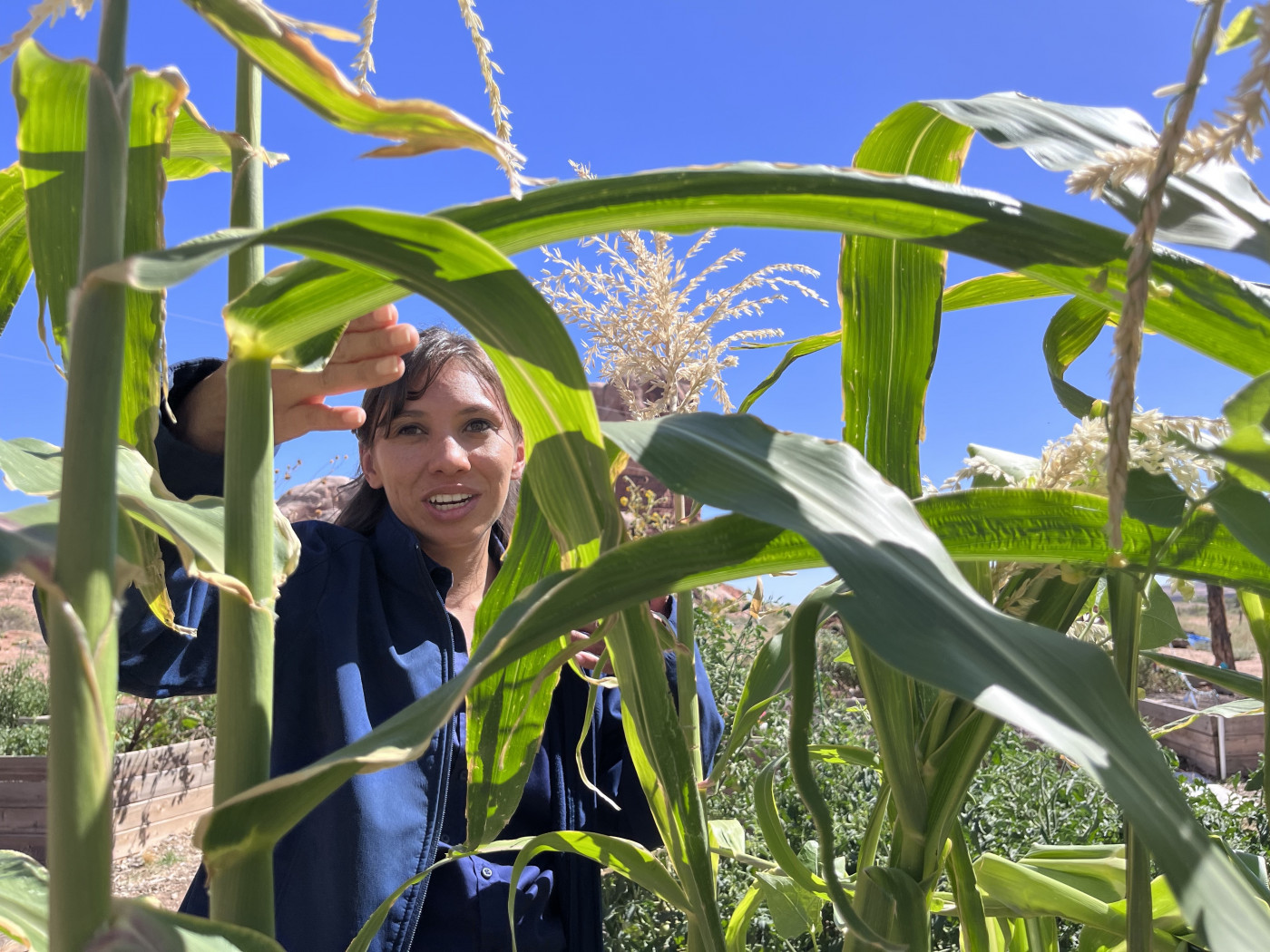 Reagan Wytsalucy examines corn growing in a community garden she helped start next to the Navajo Nation in southeast Utah, Sept. 18, 2024. Credit: David Condos, KUER