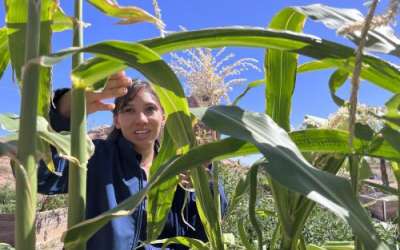 Reagan Wytsalucy examines corn growing in a community garden she helped start next to the Navajo Nation in southeast Utah, Sept. 18, 2024. Credit: David Condos, KUER