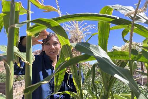 Reagan Wytsalucy examines corn growing in a community garden she helped start next to the Navajo Nation in southeast Utah, Sept. 18, 2024. Credit: David Condos, KUER