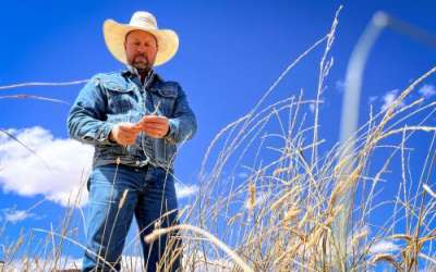 As the Colorado River becomes increasingly strained and droughts get more extreme, some farmers and ranchers are experimenting with alternative crops, such as the Kernza grain seen here on Sept. 17, 2024. Credit: David Condos, KUER