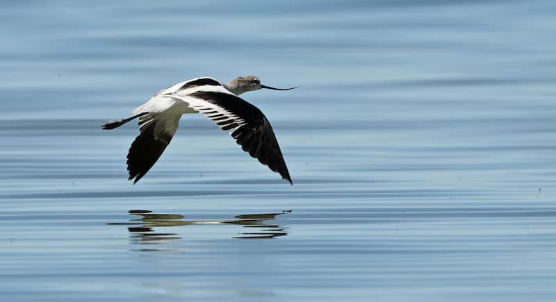 An American avocet skims the surface of the water in search of food at the Great Salt Lake near Magna on Sept. 24, 2024. Scott G Winterton, Deseret News