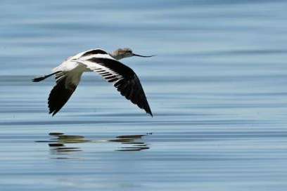 An American avocet skims the surface of the water in search of food at the Great Salt Lake near Magna on Sept. 24, 2024. Scott G Winterton, Deseret News