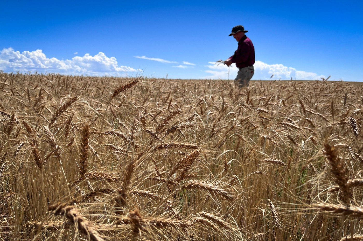 Agriculture is Utah's biggest water user, but some farmers don’t use any irrigation. One is Shay Lewis, seen here in his field near Monticello, Utah, Aug. 20, 2024. Credit: David Condos, KUER