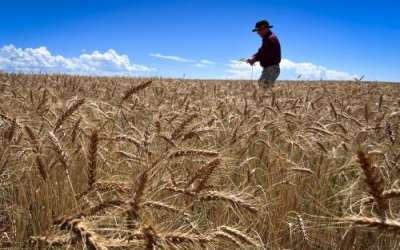 Agriculture is Utah's biggest water user, but some farmers don’t use any irrigation. One is Shay Lewis, seen here in his field near Monticello, Utah, Aug. 20, 2024. Credit: David Condos, KUER