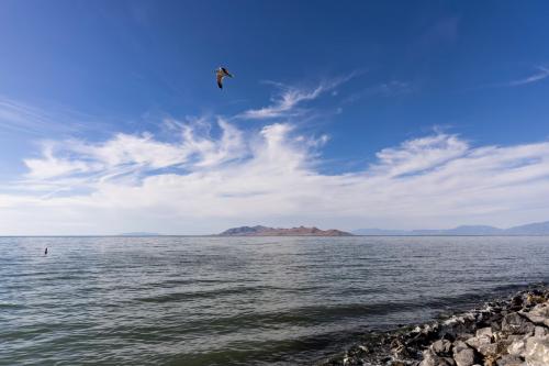 A bird flies over the Great Salt Lake State Park in Magna on Saturday, June 15, 2024. Marielle Scott, Deseret News