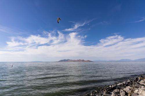 A bird flies over the Great Salt Lake State Park in Magna on Saturday, June 15, 2024. Marielle Scott, Deseret News