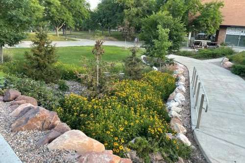 (Ali McKelvy | University of Utah) Flowers and small trees in a cluster of rocks help limit the amount of water needed in the lower campus at the University of Utah, part of a campus-wide effort to reduce water use.