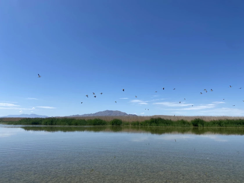 Erin Lewis/UPR American Avocets fly above Great Salt Lake.