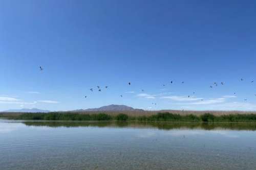 Erin Lewis/UPR American Avocets fly above Great Salt Lake.