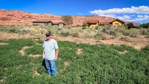 Farmer Gary Wilson stands in one of his alfalfa fields in Moab, Utah, Sept. 17, 2024. For years, he also farmed the land next to this field, but it has been developed into large homes in recent years.