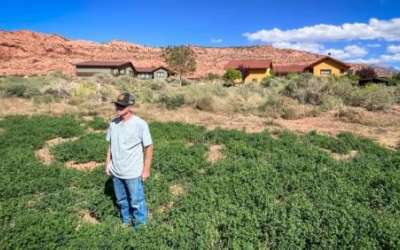 Farmer Gary Wilson stands in one of his alfalfa fields in Moab, Utah, Sept. 17, 2024. For years, he also farmed the land next to this field, but it has been developed into large homes in recent years.