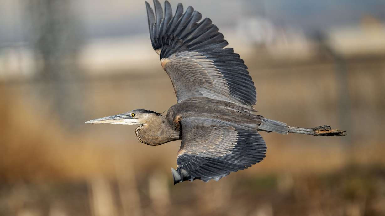 A great blue heron flies in the wetlands by the Great Salt Lake on Dec. 31, 2024. Utah Rivers Council announced Thursday it's joining the Waterkeeper Alliance to form the Great Salt Lake Waterkeeper, seeking to protect the lake's future. (Scott G. Winterton,Deseret News) 