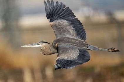 A great blue heron flies in the wetlands by the Great Salt Lake on Dec. 31, 2024. Utah Rivers Council announced Thursday it's joining the Waterkeeper Alliance to form the Great Salt Lake Waterkeeper, seeking to protect the lake's future. (Scott G. Winterton,Deseret News) 