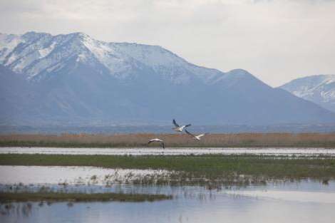 The Utah Division of Wildlife Resources surveys a variety of bird species from an airboat Monday, April 29, 2019, on Ogden Bay of the Great Salt Lake.BEN DORGER, Standard-Examiner file photo