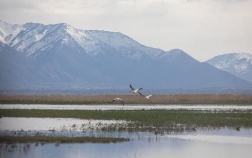 The Utah Division of Wildlife Resources surveys a variety of bird species from an airboat Monday, April 29, 2019, on Ogden Bay of the Great Salt Lake.BEN DORGER, Standard-Examiner file photo