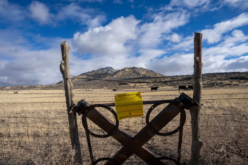 (Rick Egan | The Salt Lake Tribune) Cattle graze on land about 10 miles away from Spiral Jetty and the shore of the Great Salt Lake on Tuesday, Jan 14, 2025.