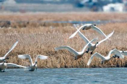 (Utah Division of Wildlife Resources)