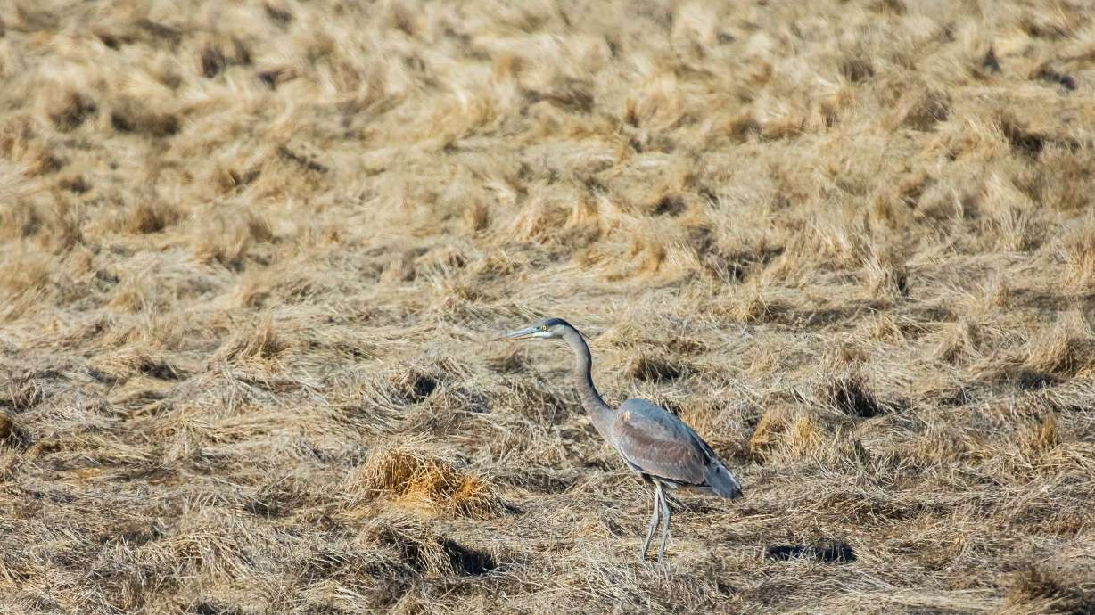 A great blue heron trots around the Farmington Bay Waterfowl Management Area in Farmington on Feb. 10. Salt Lake City is still seeking to acquire 200 acres of wetlands south of Farmington Bay, by the Salt Lake-Davis county line. (Carter Williams, KSL.com)