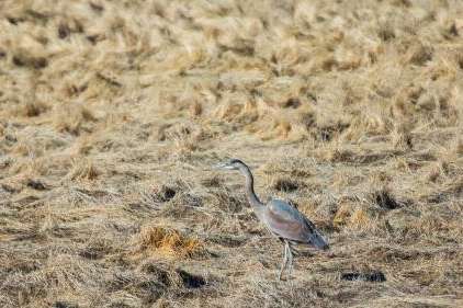 A great blue heron trots around the Farmington Bay Waterfowl Management Area in Farmington on Feb. 10. Salt Lake City is still seeking to acquire 200 acres of wetlands south of Farmington Bay, by the Salt Lake-Davis county line. (Carter Williams, KSL.com)