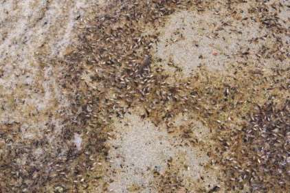 Brine flies on the shore of Great Salt Lake on Aug. 14, 2024. Westminster University's Great Salt Lake Institute has been granted $50,000 for brine fly research. (Mariah Maynes/KSL NewsRadio)