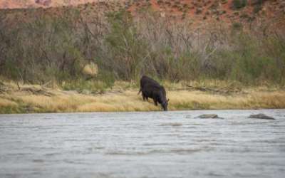 A cow drinks from the Colorado River in Grand County, Utah, April 25, 2024. (David Condos/KUER)