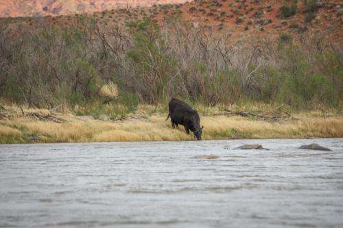 A cow drinks from the Colorado River in Grand County, Utah, April 25, 2024. (David Condos/KUER)