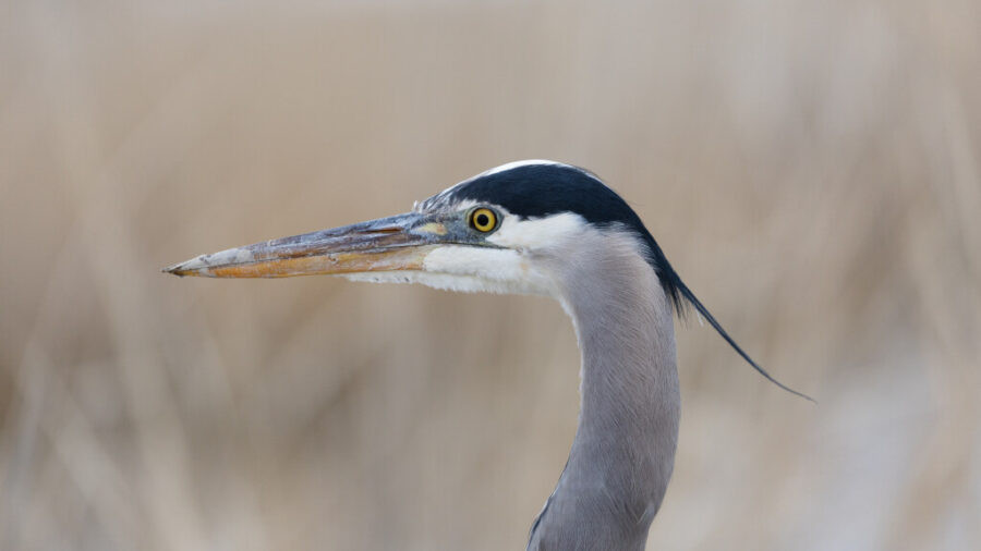 A great blue heron stands at the Great Salt Lake's Farmington Bay in Farmington on Sunday, Feb. 26, 2023. (Ryan Sun/Deseret News)