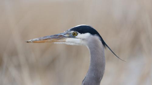 A great blue heron stands at the Great Salt Lake's Farmington Bay in Farmington on Sunday, Feb. 26, 2023. (Ryan Sun/Deseret News)