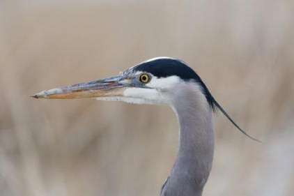 A great blue heron stands at the Great Salt Lake's Farmington Bay in Farmington on Sunday, Feb. 26, 2023. (Ryan Sun/Deseret News)