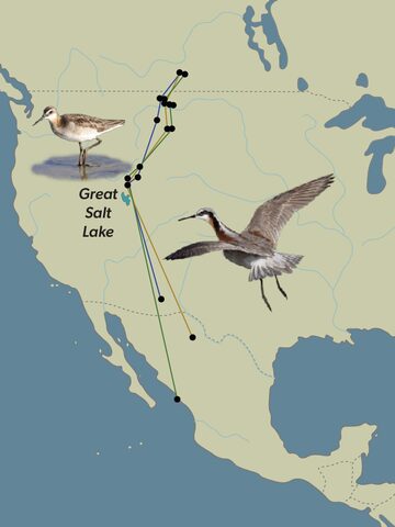 migratory tracking