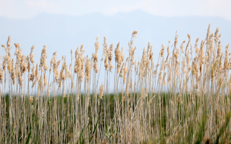 phragmites dnews