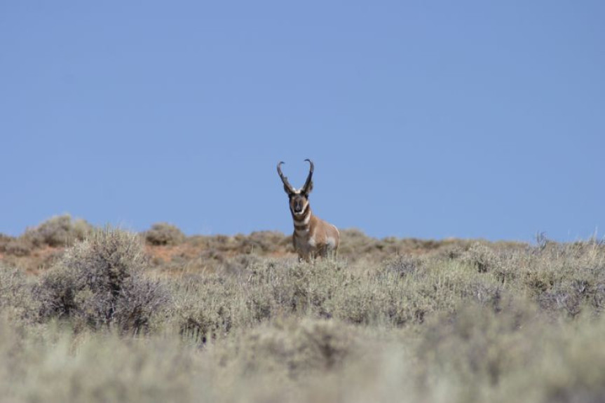 pronghorn lds ranch